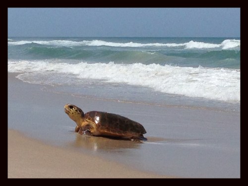 Turtle.Melbourne.7.6.13